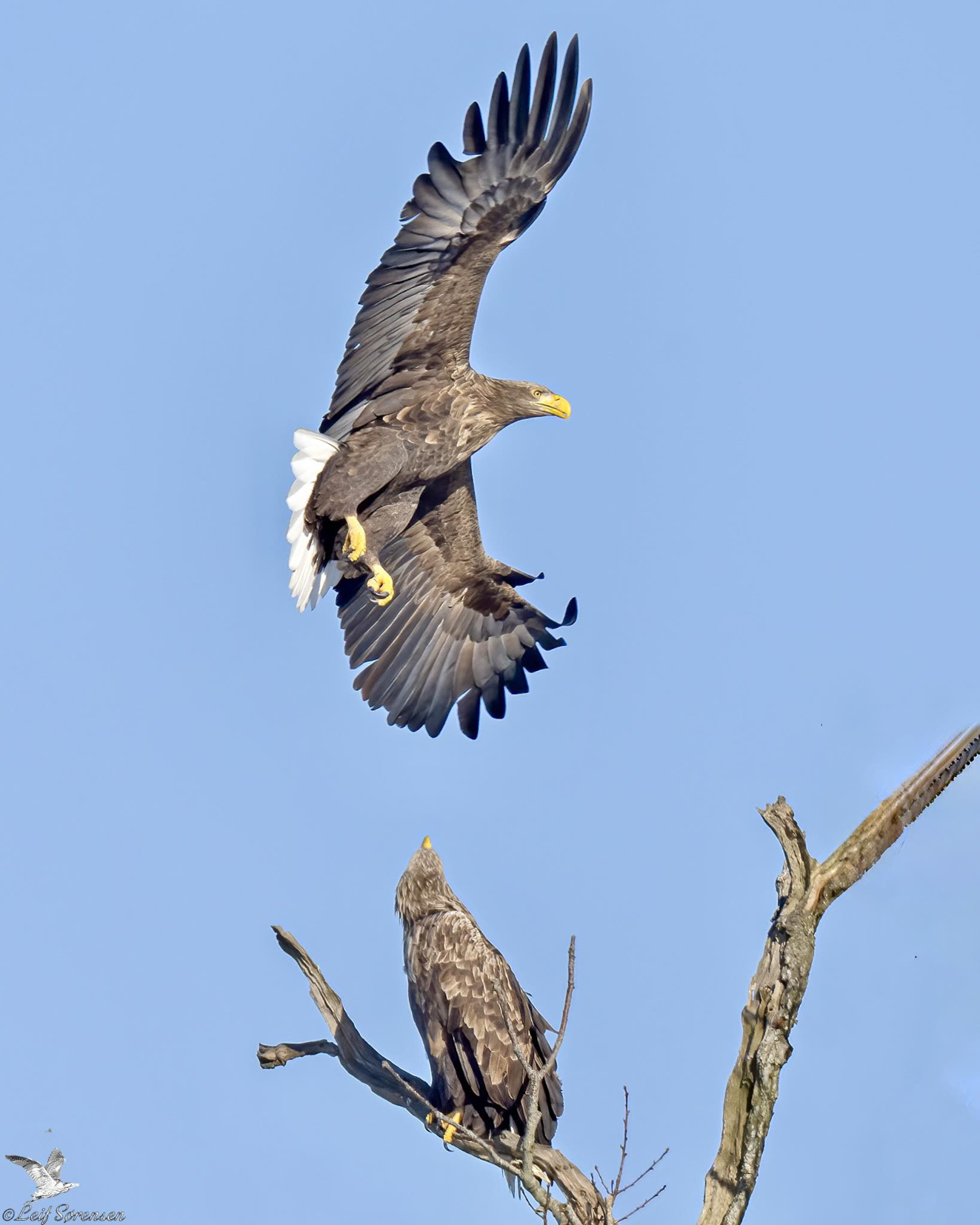 240226 Sidepanel Havrne