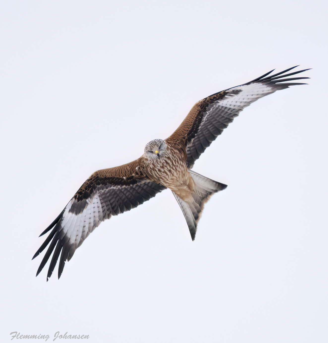 240226 Sidepanel Rd Glente