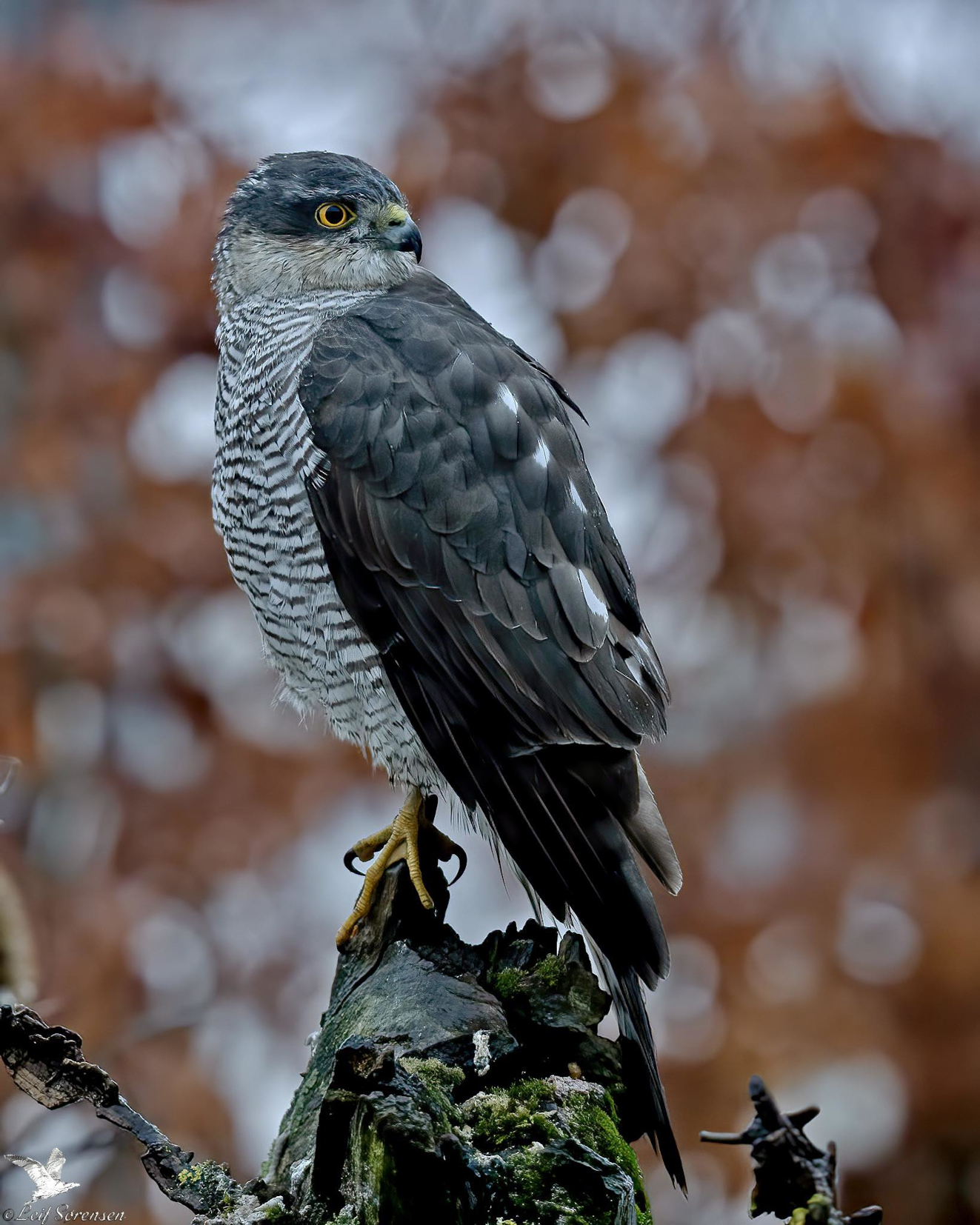 240226 Sidepanel Spurvehg