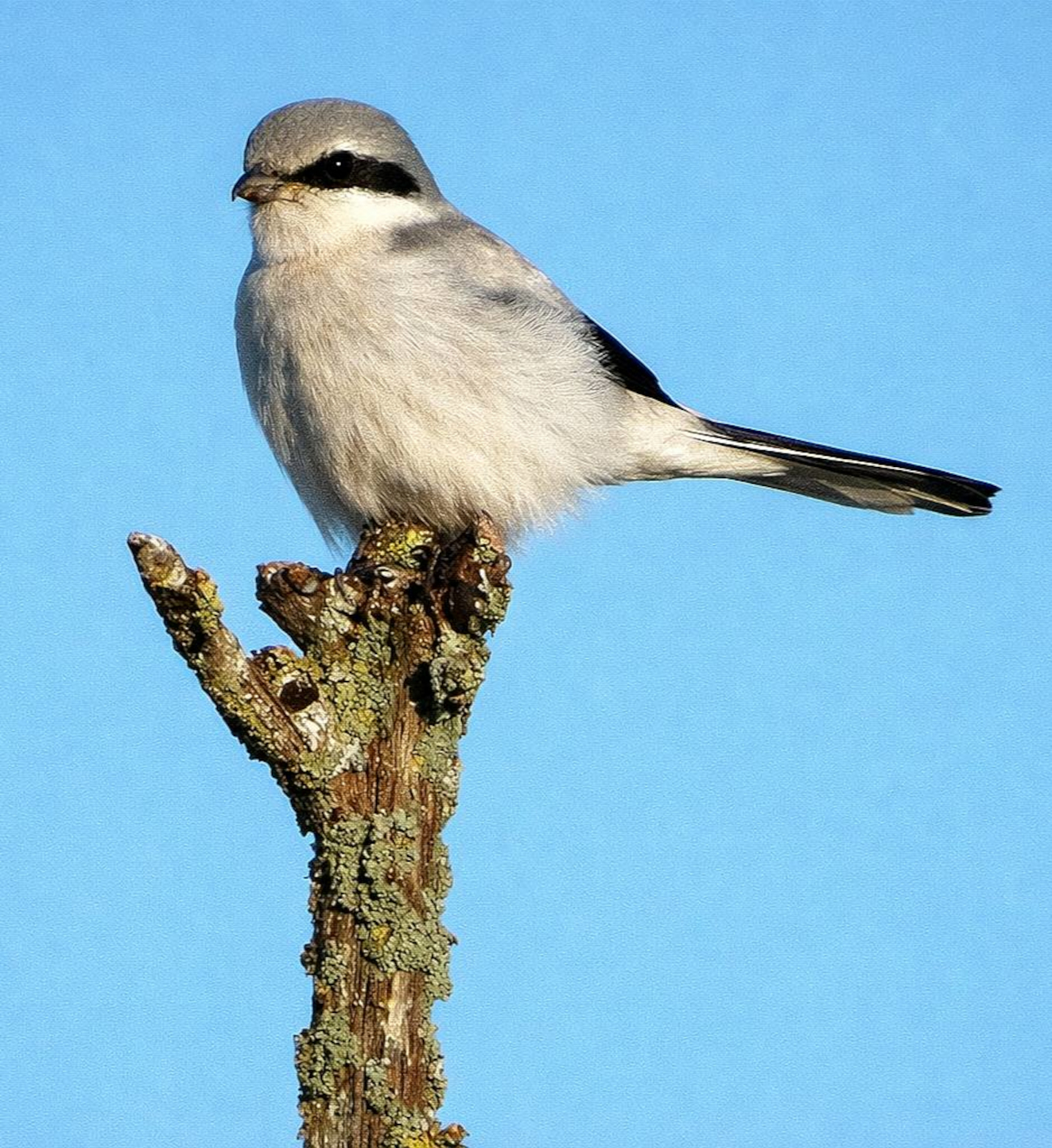 240226 Sidepanel Stor Tornskade