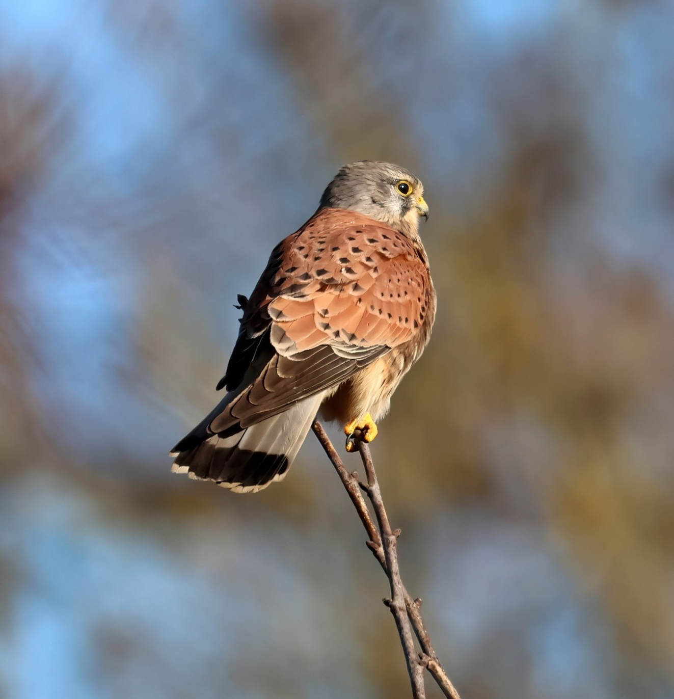 240226 Sidepanel Trnfalk