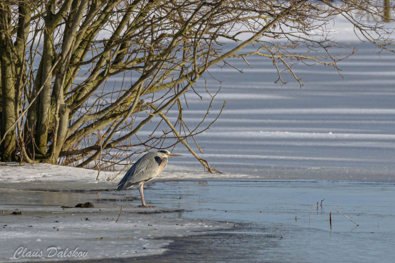 150226fiskbotoftecld