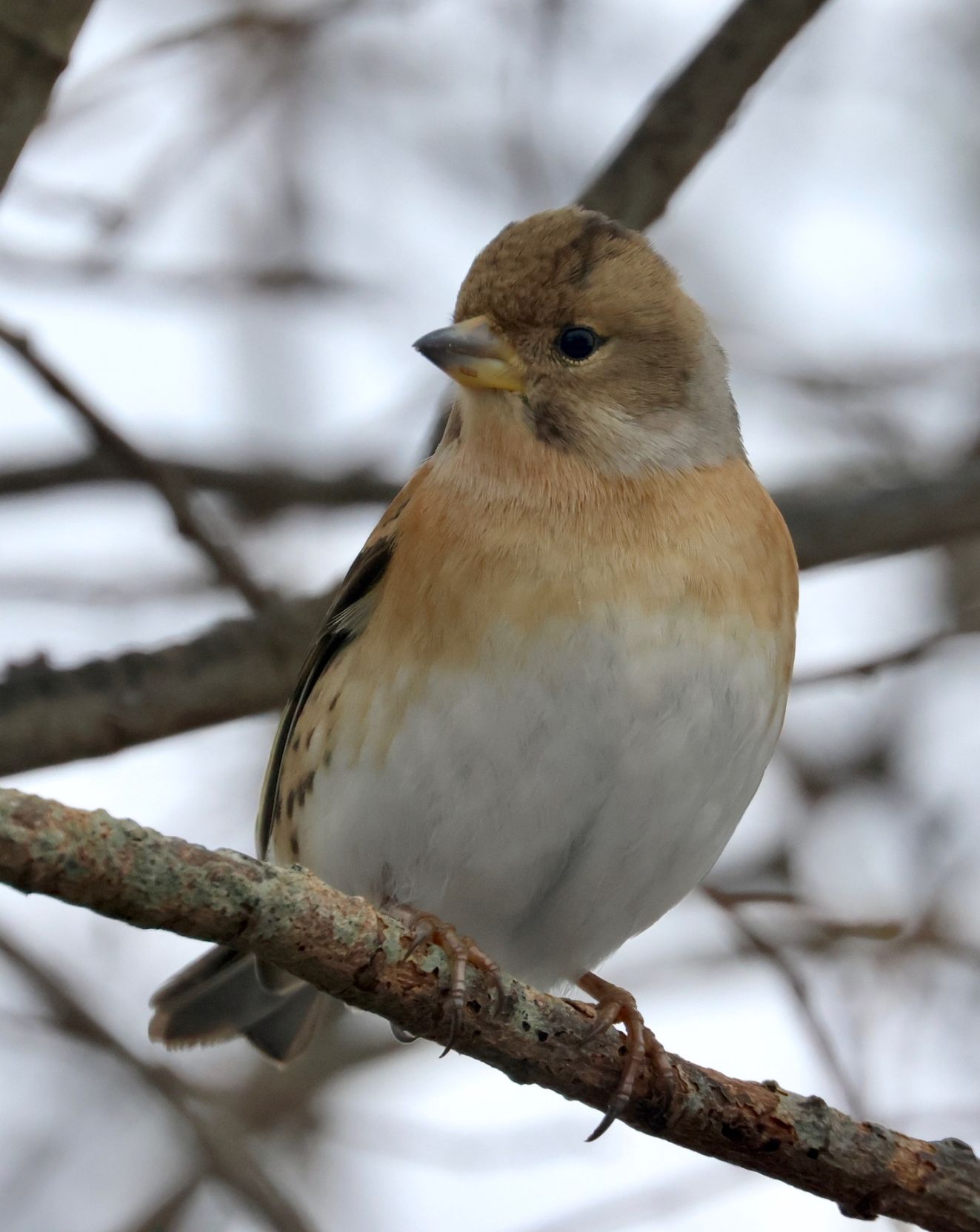 150226kvækonsnygespvr