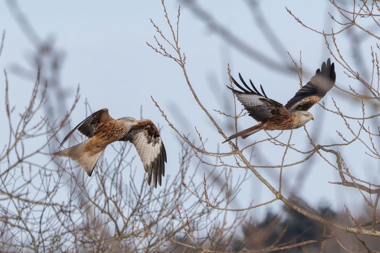 150226rødhåstrupsønsj