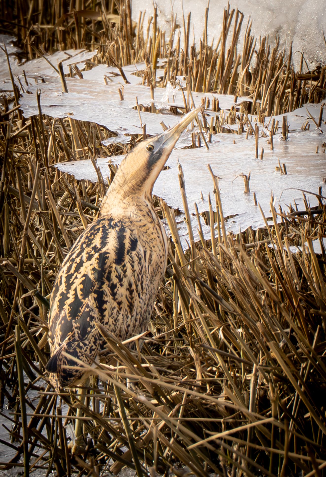 150226rørvitsøsønbjø