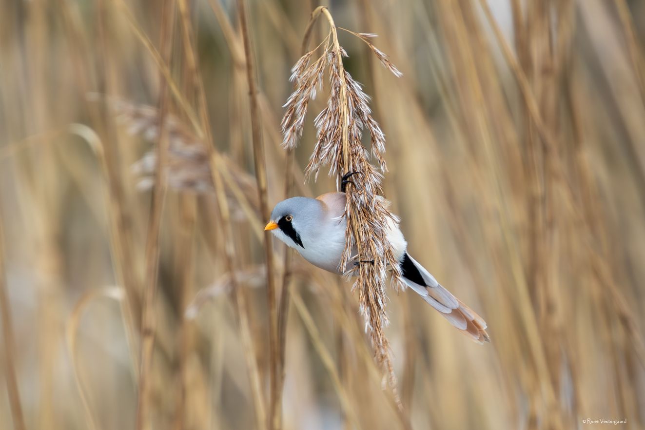150226skøghoffmonsrenevestergaard