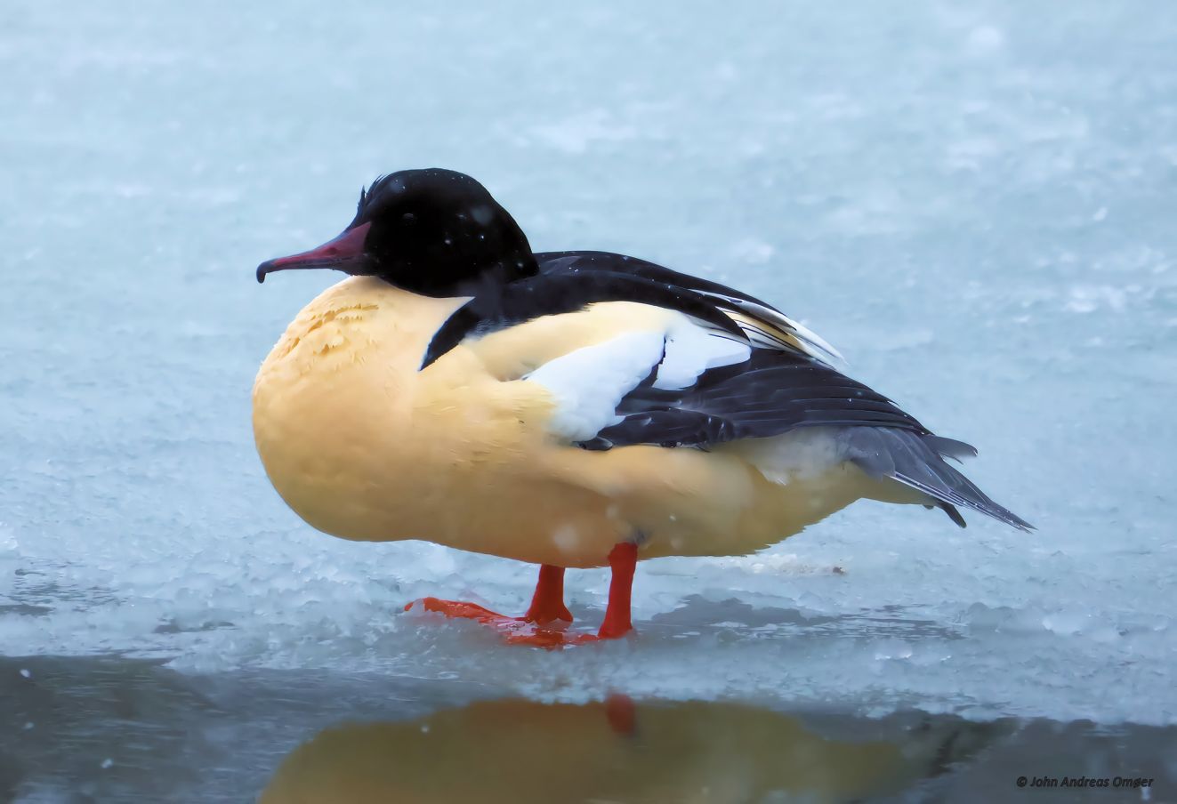 150226storskaltorsjao