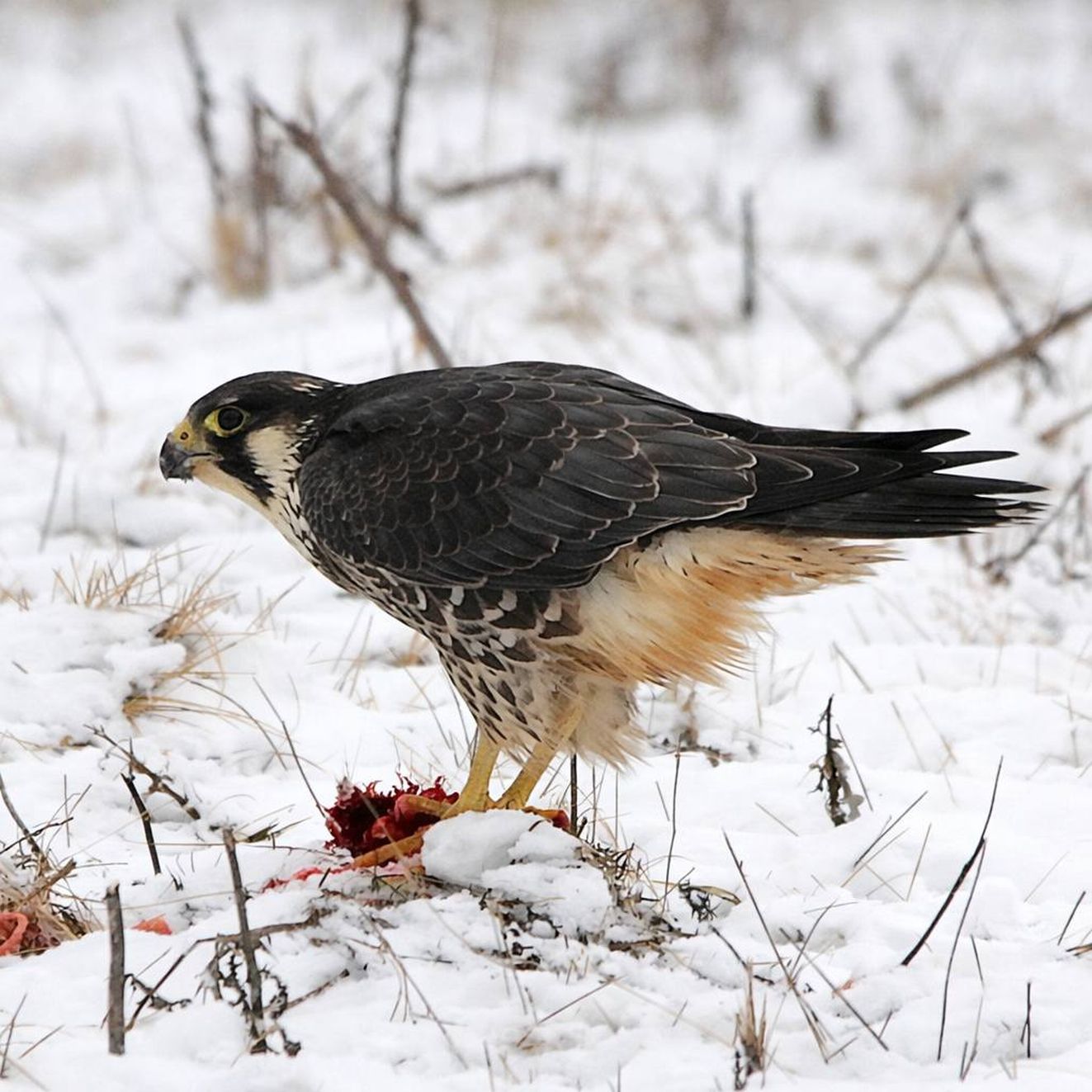 150226vandregyldenlørsfa