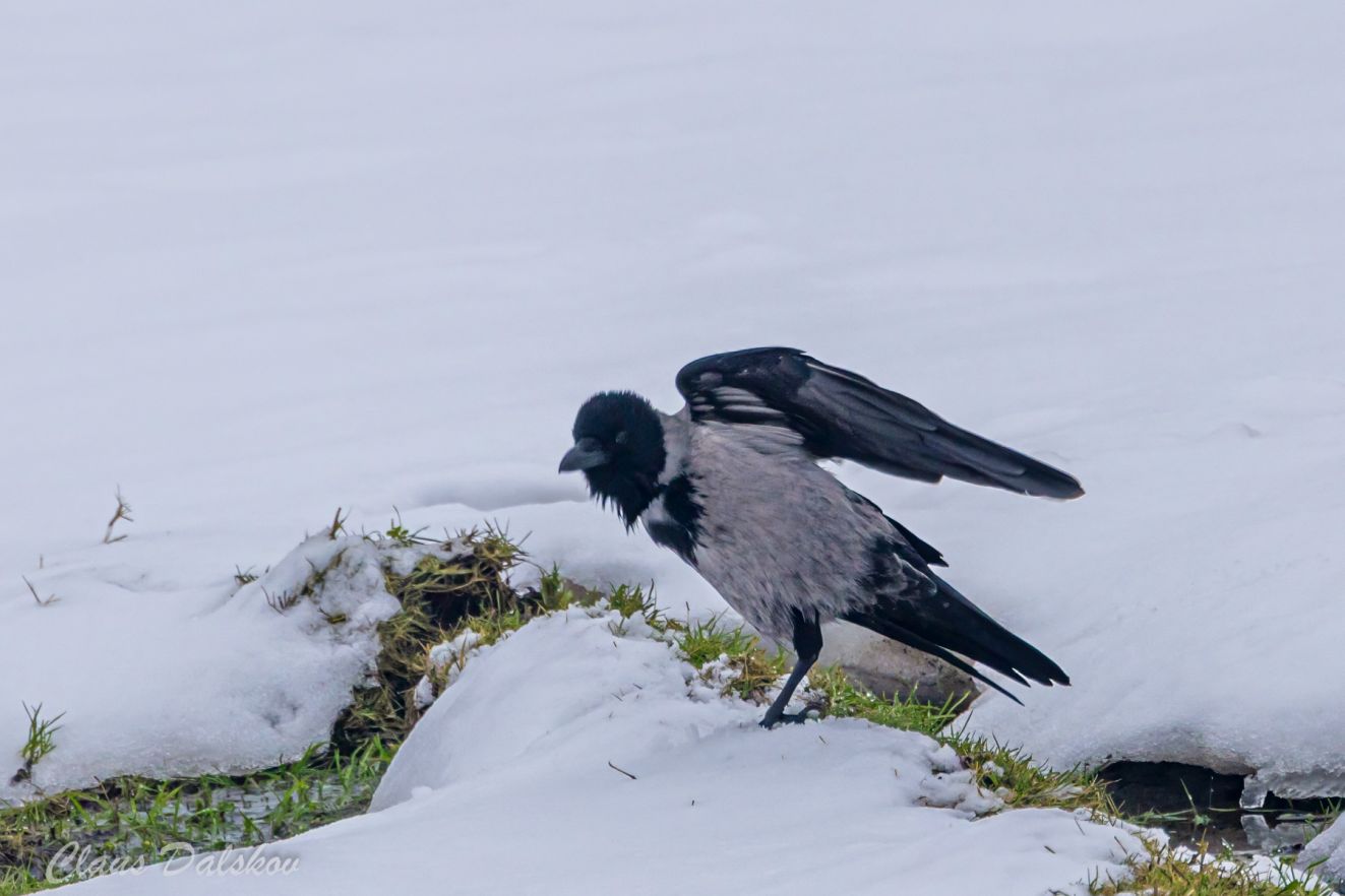 150226vinterbadercld