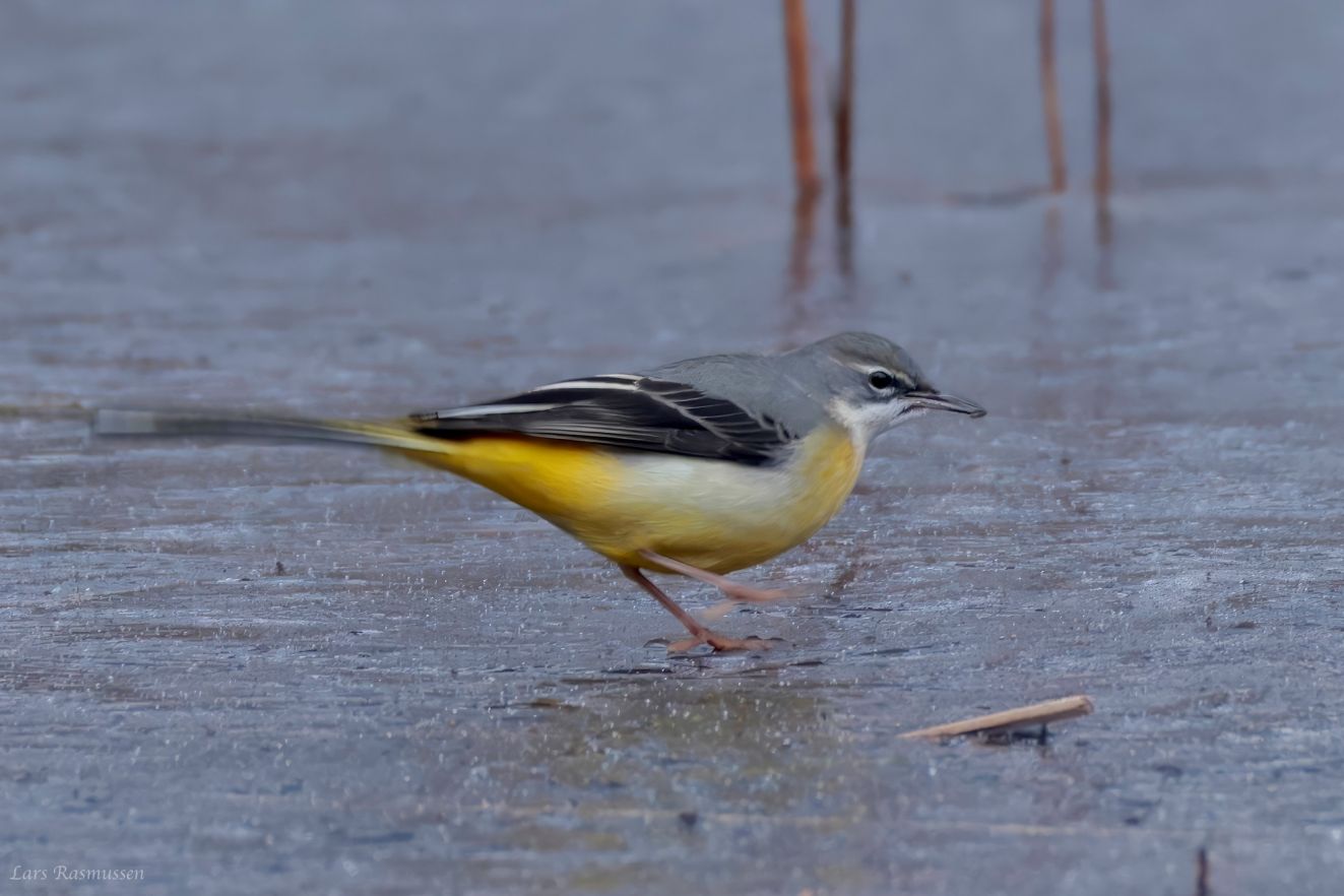 080226bjergvipsønodenseålr