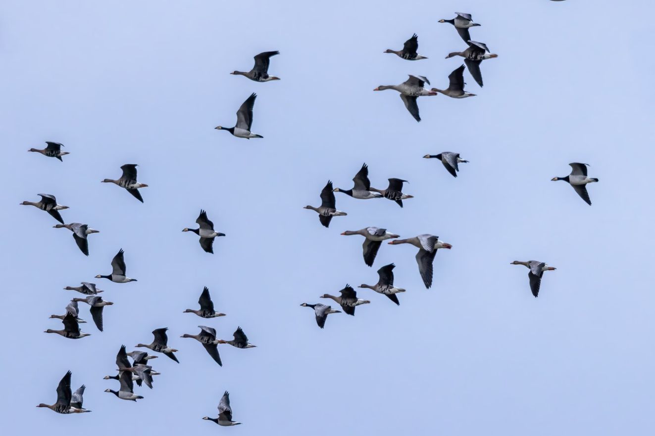 080226gæsfønsvanglørjv