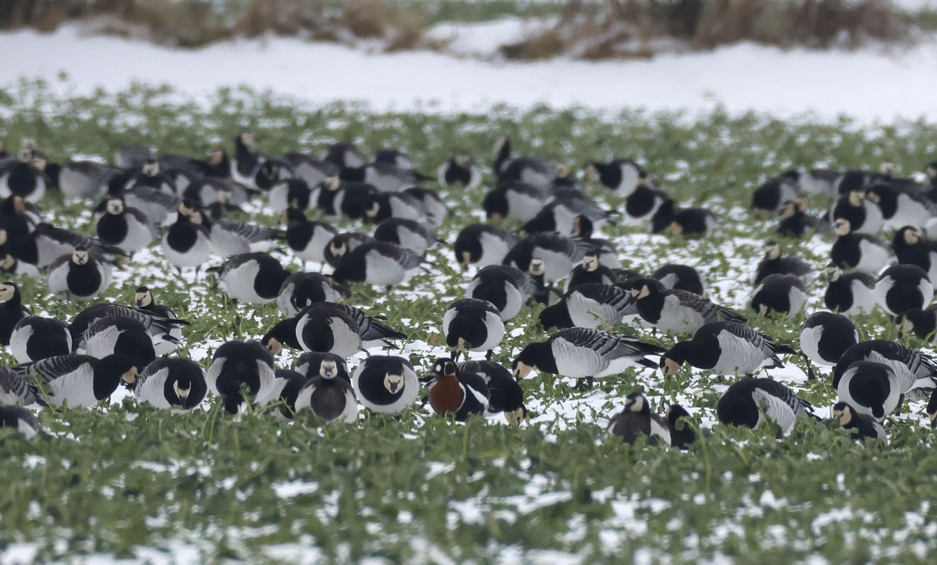 080226rødfrenygesach