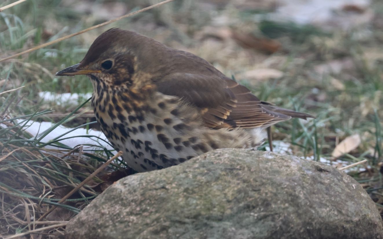 080226sangnygessønpvr