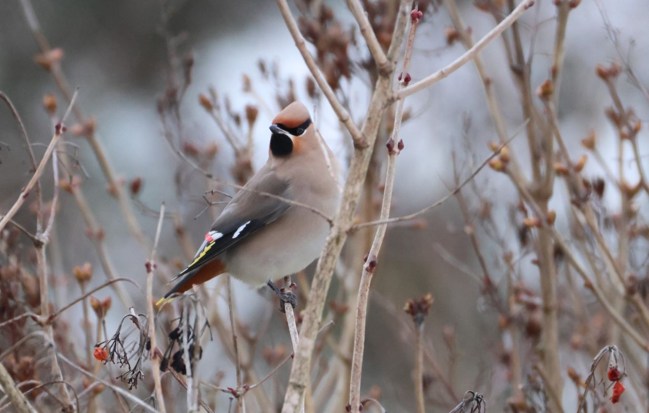 080226silkevindlørsra