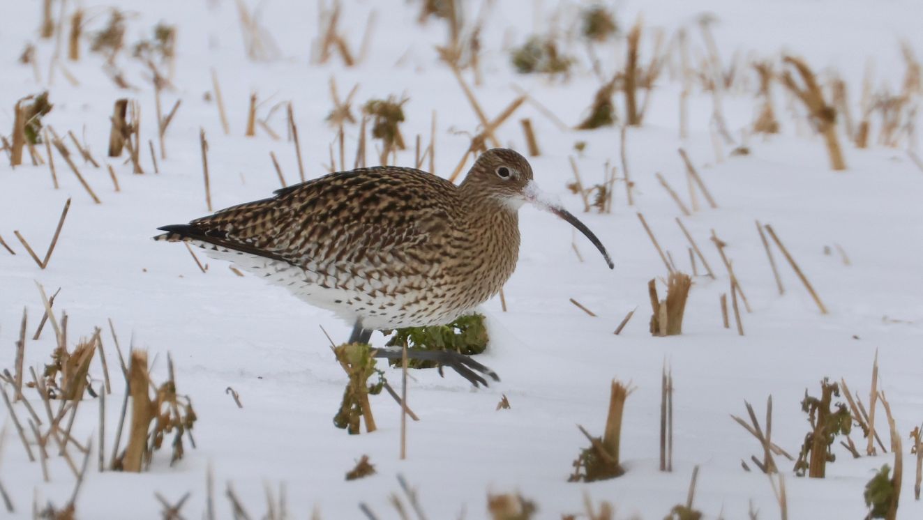 080226storspnygtorpvr