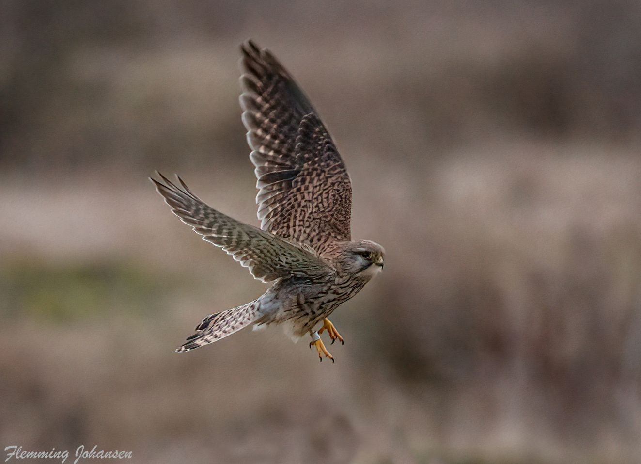 080226tårnheltirflj