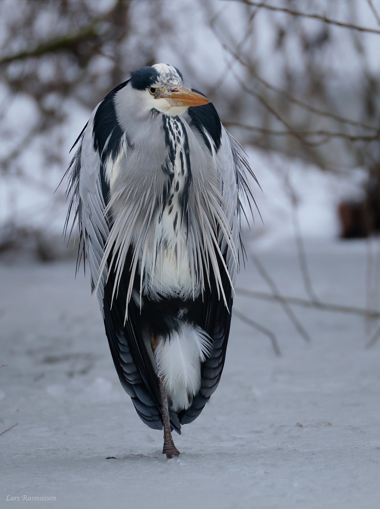 090226 Sidepanel Fiskehejre