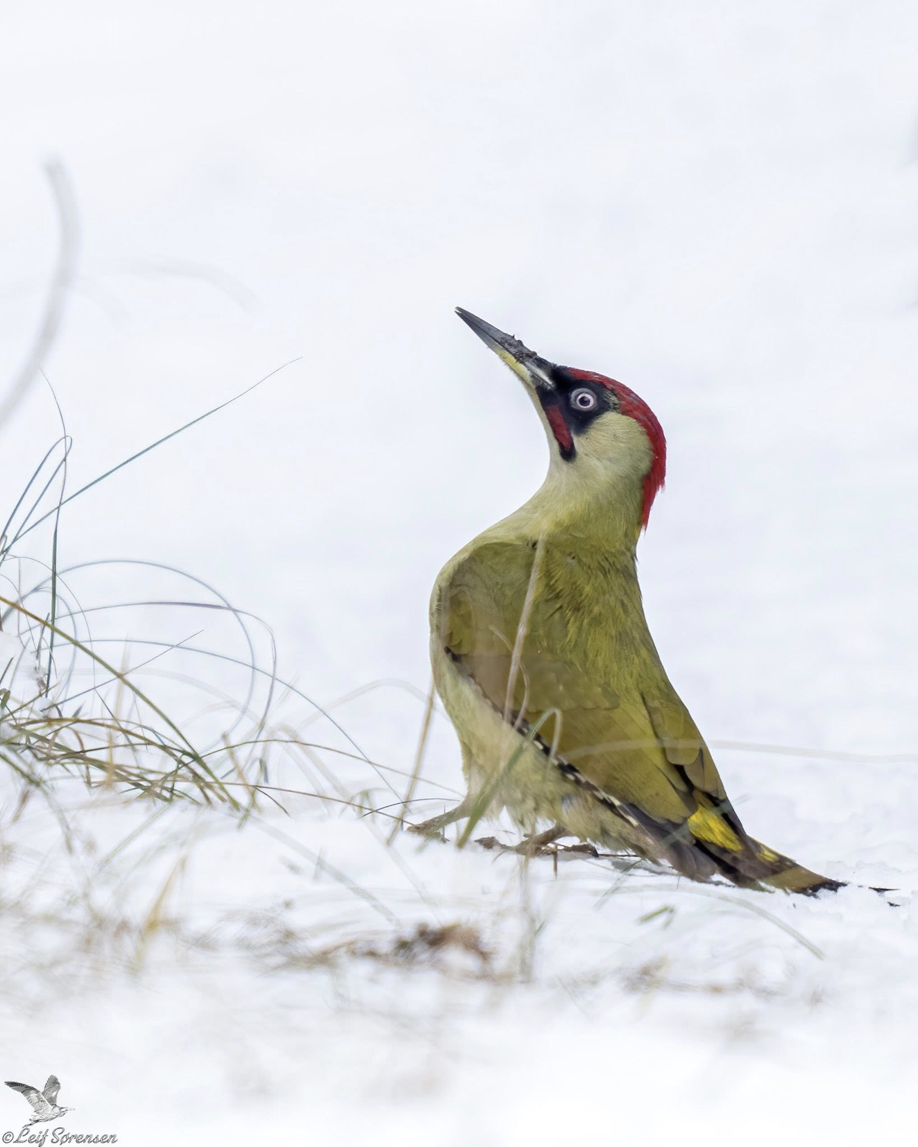 090226 Sidepanel Grnsptte