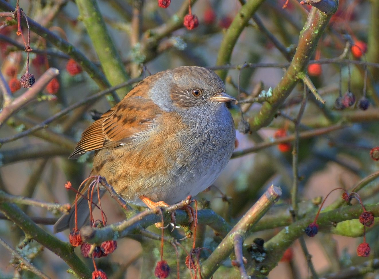 090226 Sidepanel Jernspurv