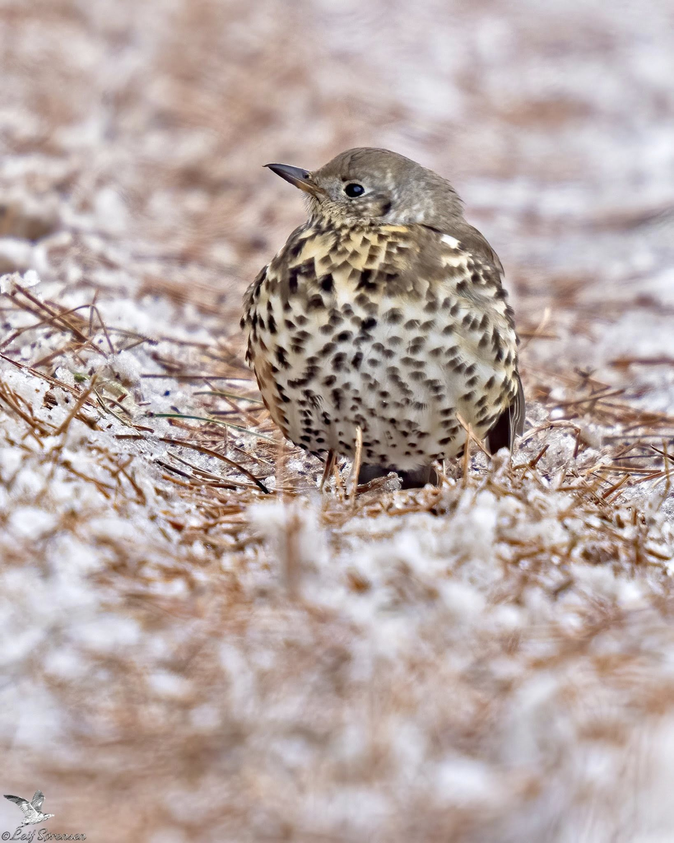 090226 Sidepanel Misteldrossel