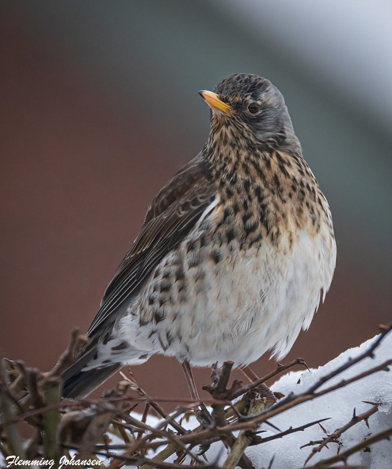 090226 Sidepanel Sjagger