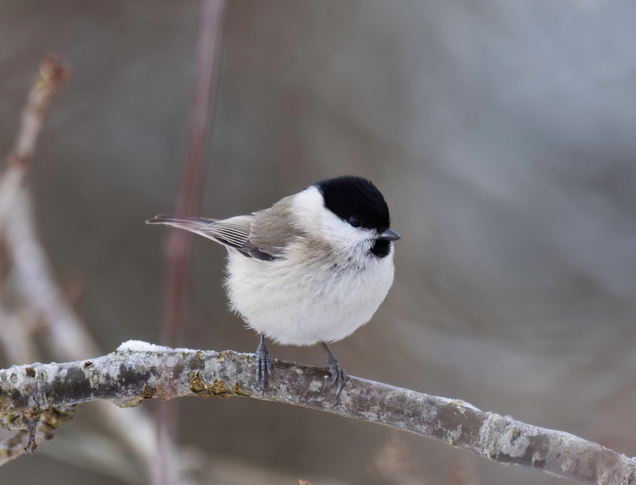 090226 Sidepanel Sumpmejse