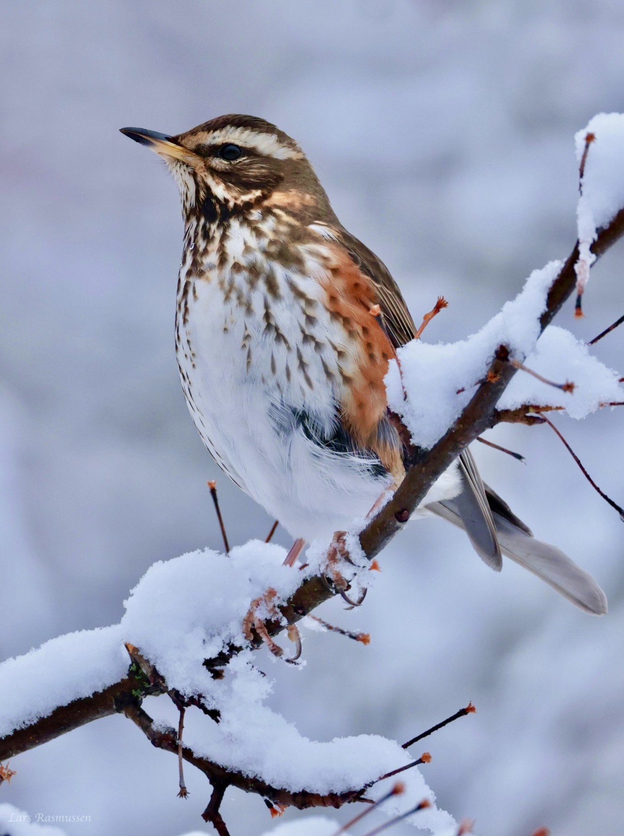 090226 Sidepanel Vindrossel