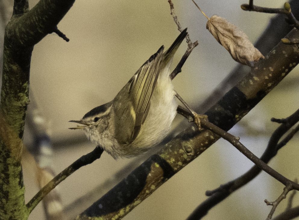240126Himalayasanger120125søgårdjeh
