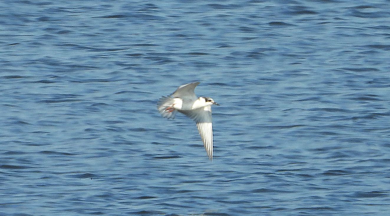 240126Hvidskægget Terne Tryggelev Nor Pierre Benzen