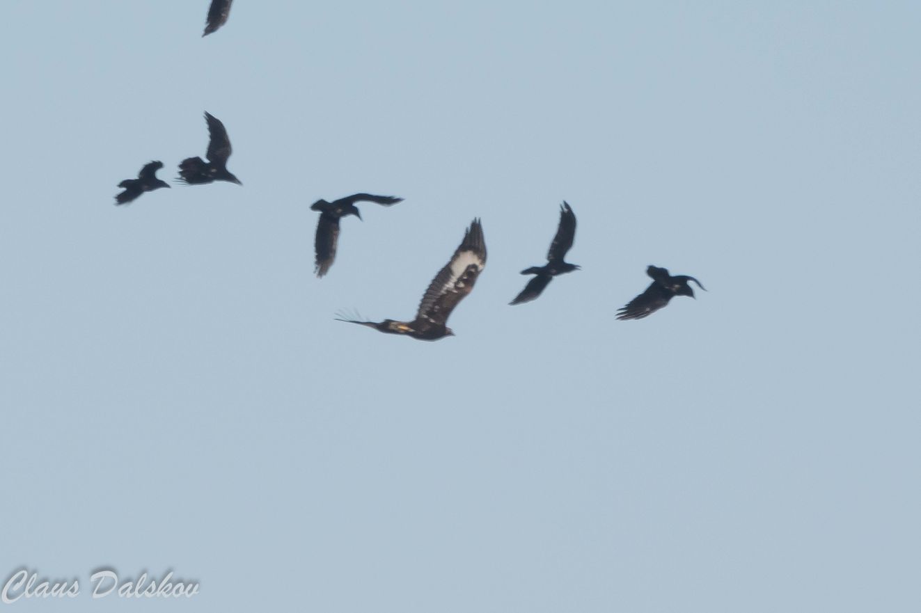 240126Kongeørnflådettranekær1602cld