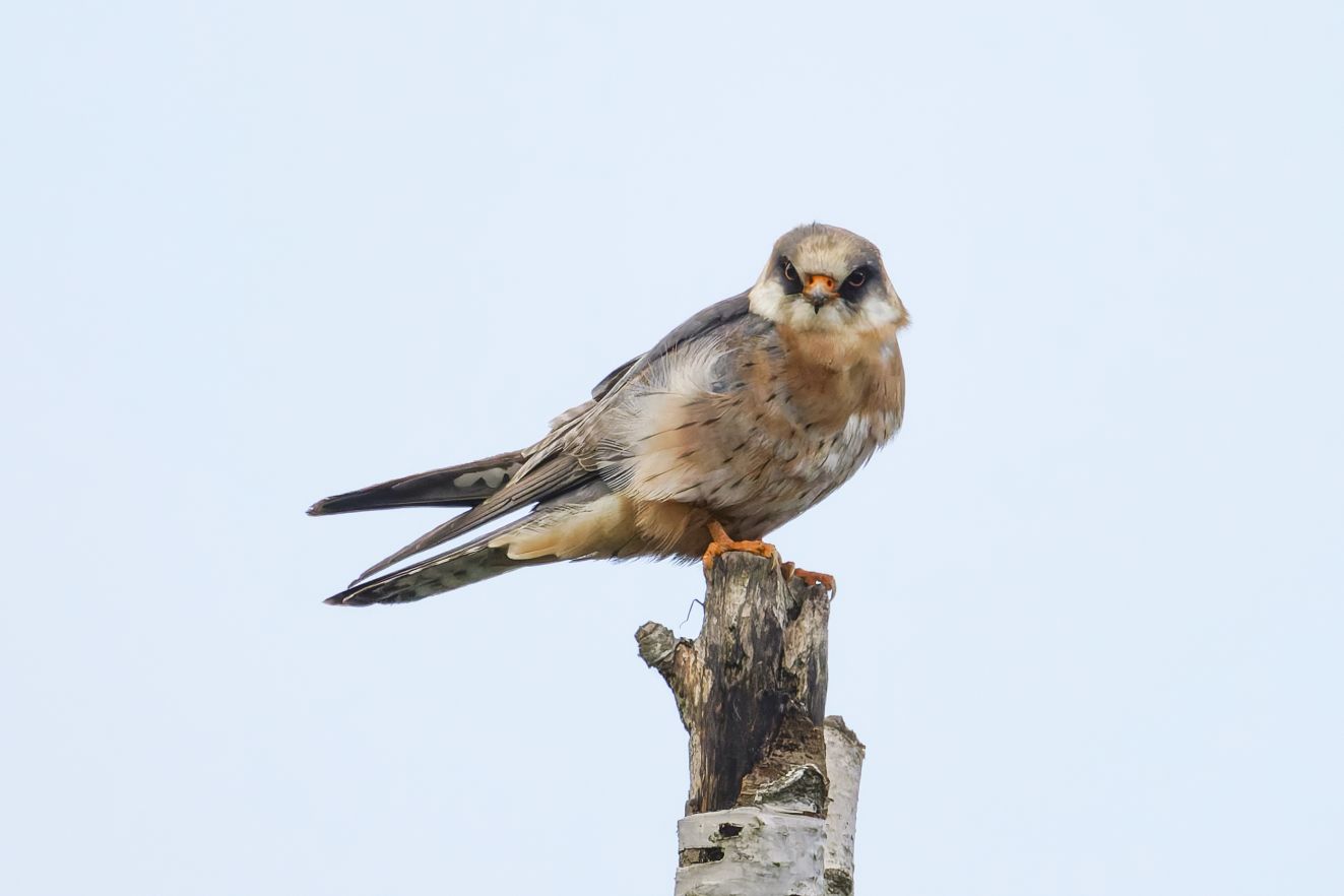 240126aftentarup1805sj