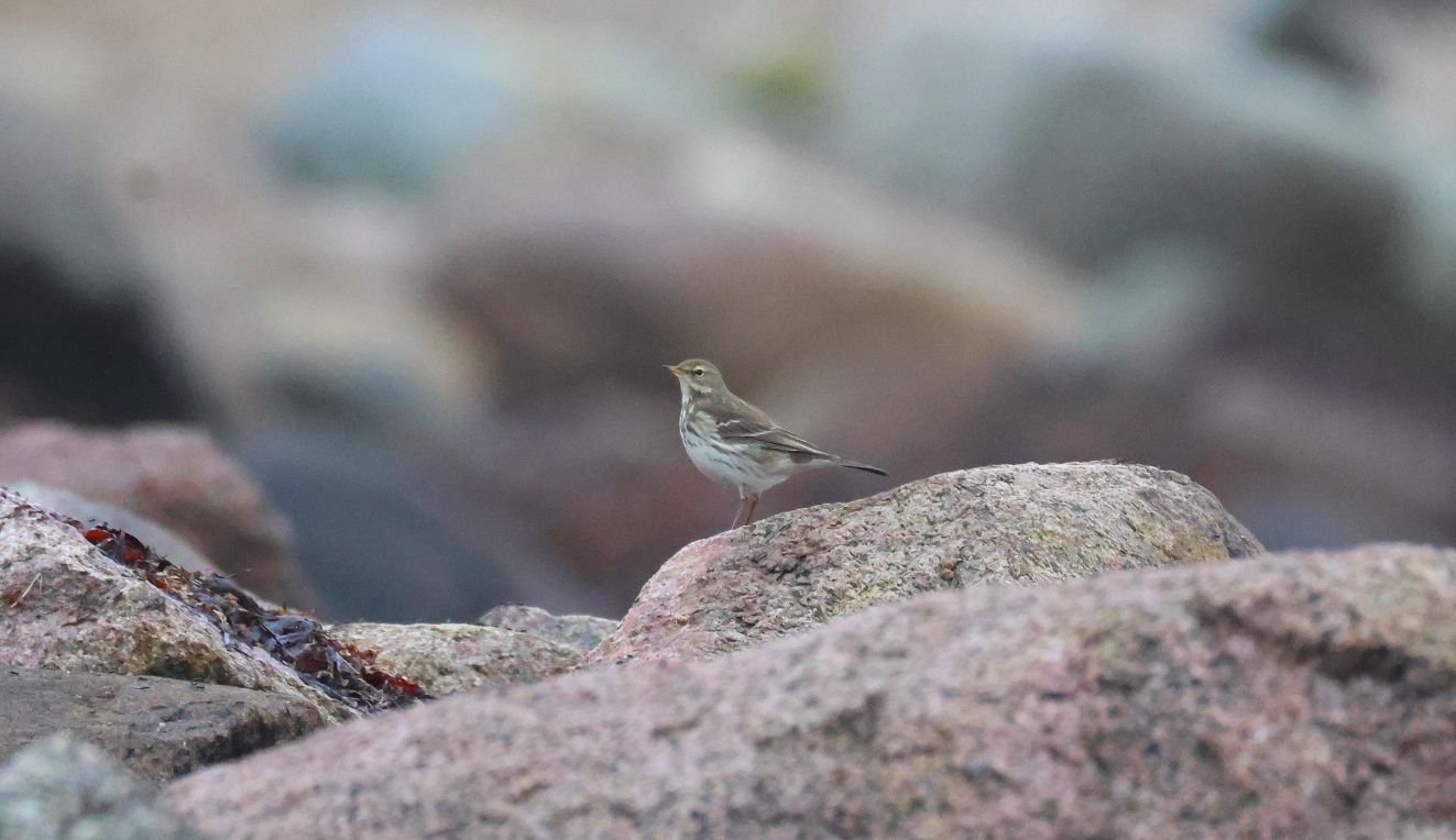 240126bjergbagenkop1212ach