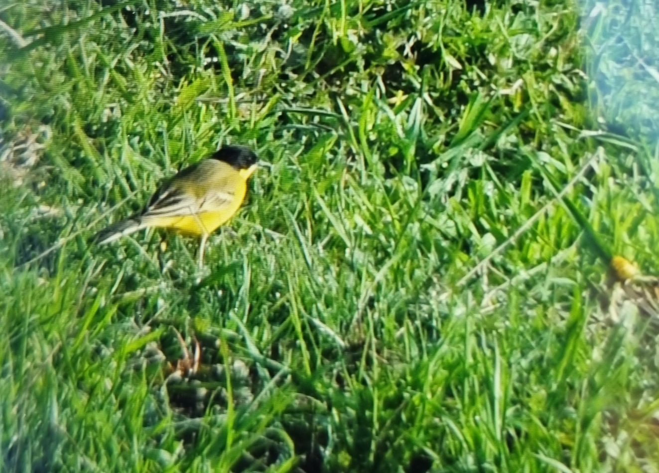 240126feldegggulsta2404fjh