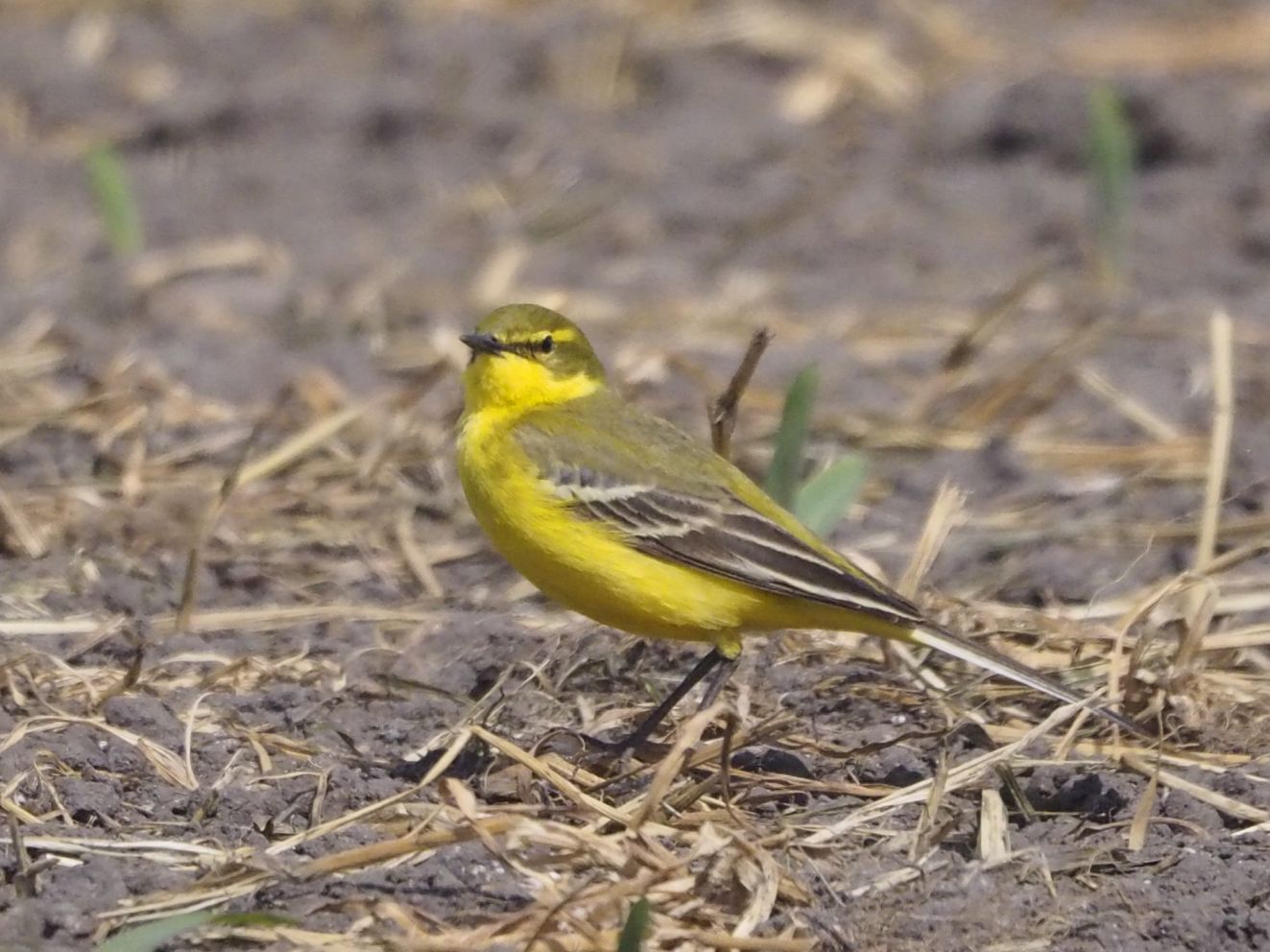 240126flavissimafakkemose2105kko