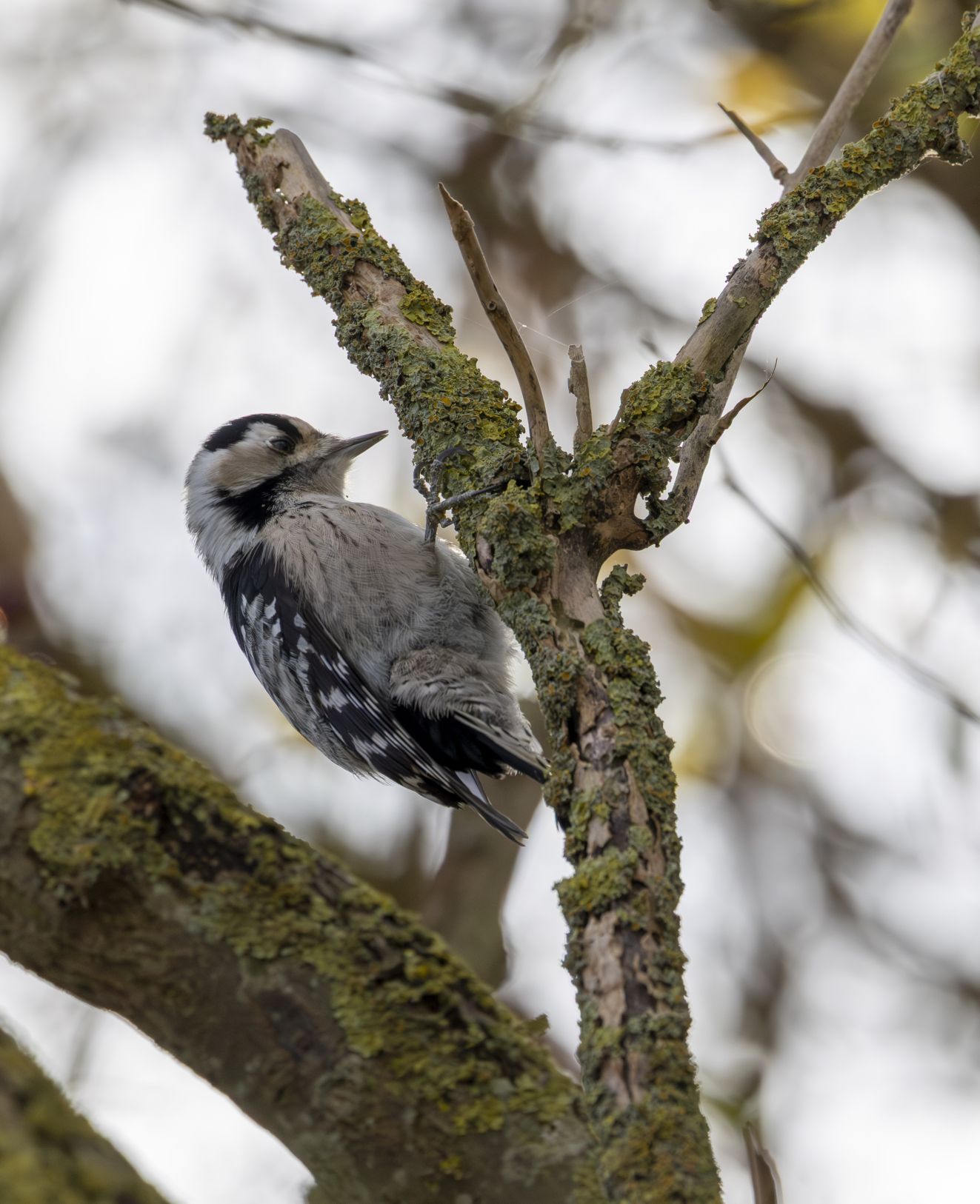 240126lilletrygg1611bogreg