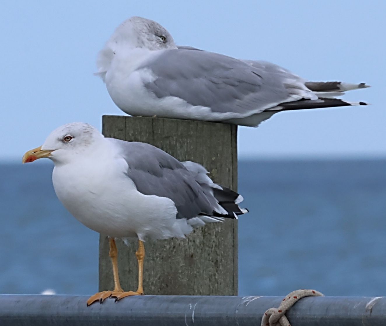 240126middelhavssølvmåge0509båringmmj
