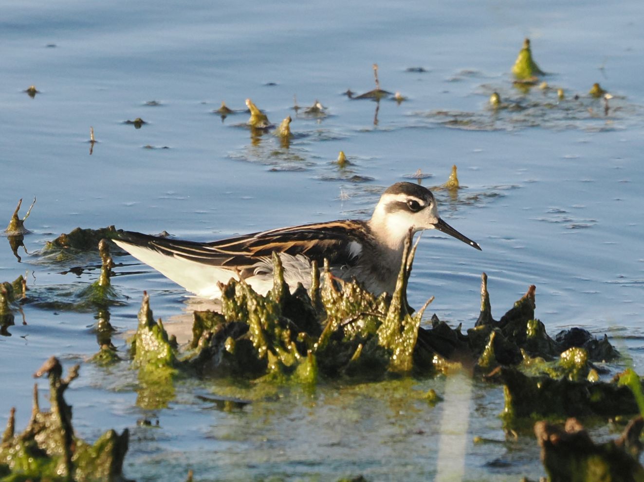 240126odinslips2508kko