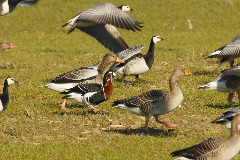 240126røghalsetgåsspodsbjerg110225ach