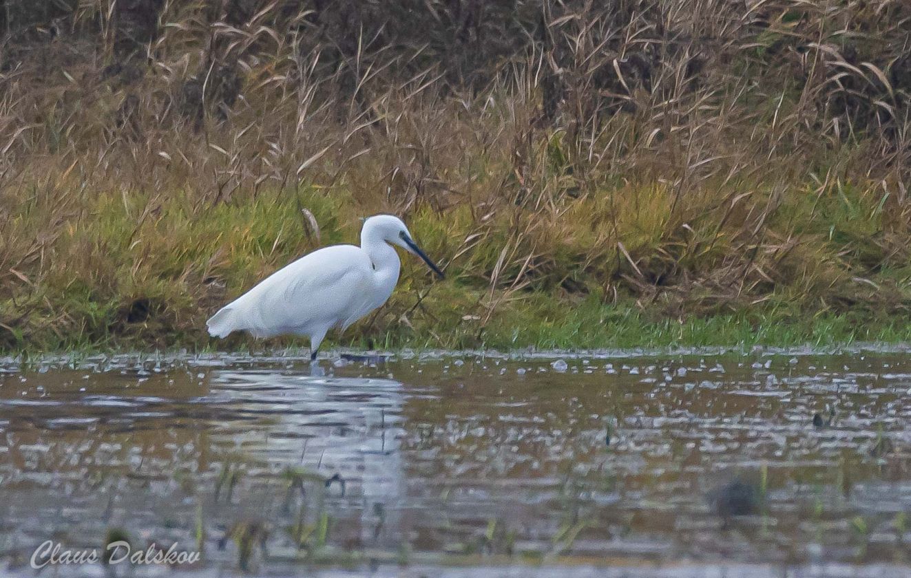 240126silke1312vejlencld