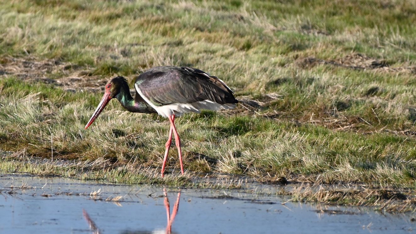 240126sortstorkbukkerup0108nielspaaby