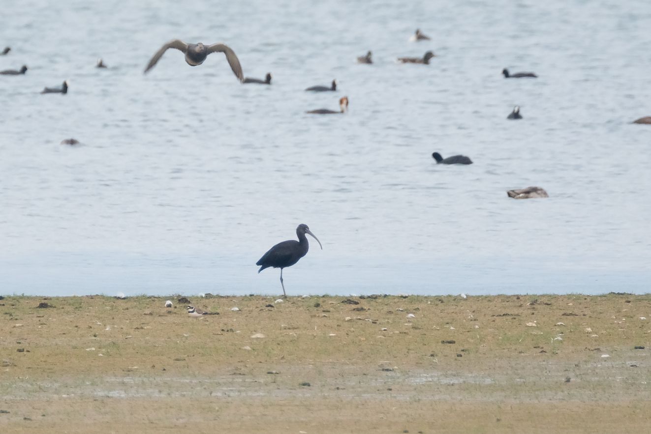 240126sortsyberg0406mra