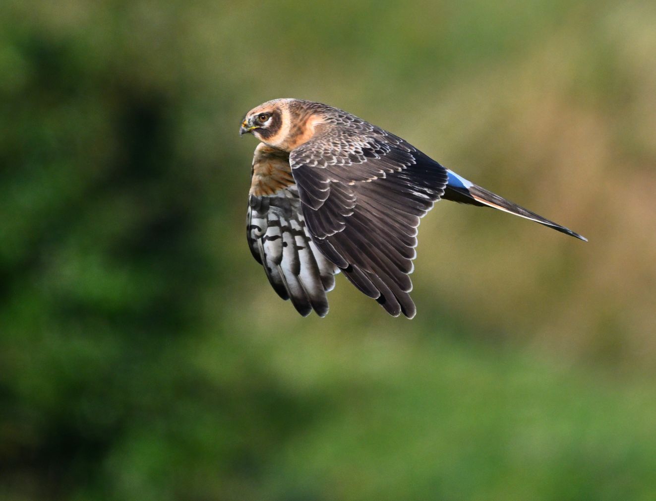 240126steppehungulstav1109jespervingtoft