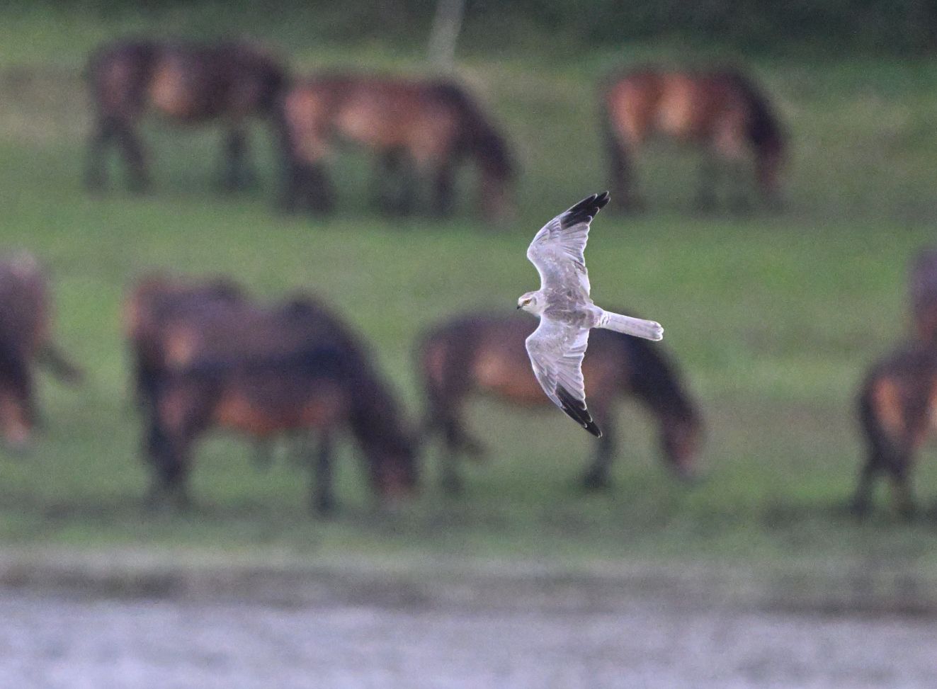 240126steppehøg1209jespervingtoft