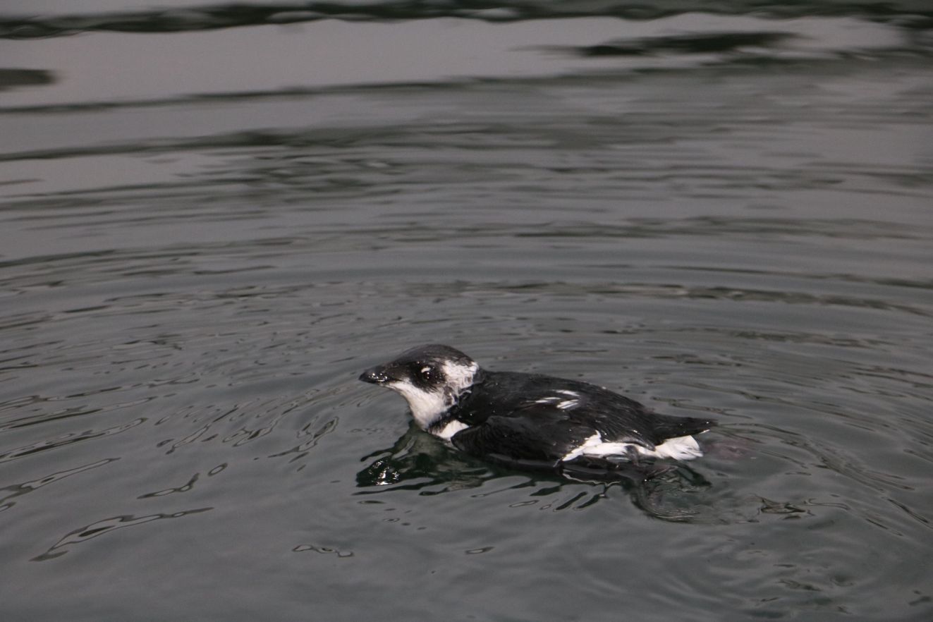 240126søkomidhavn0811huxleyregan