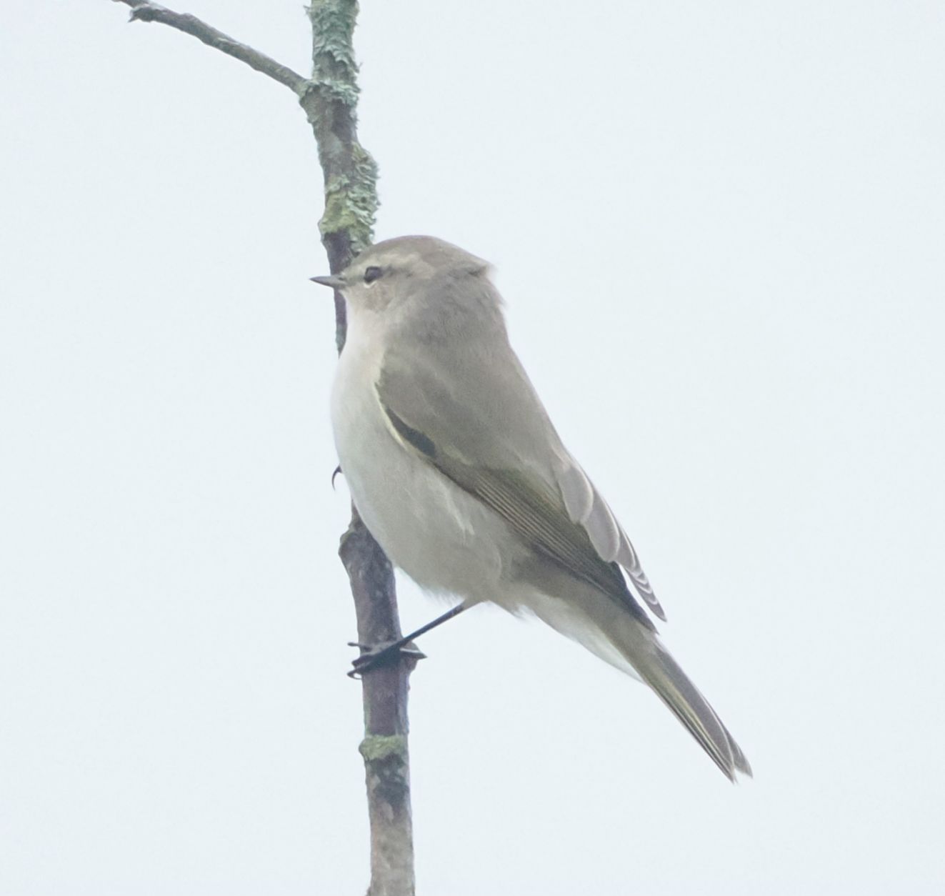 249126tristis1stavis2910kko
