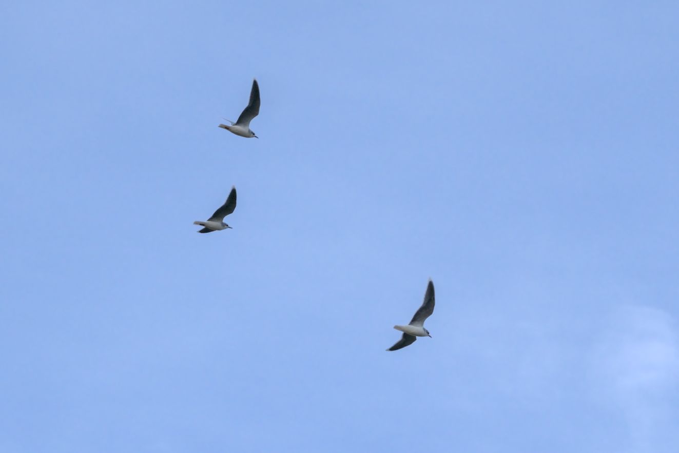 250126dværg3k0610mbh