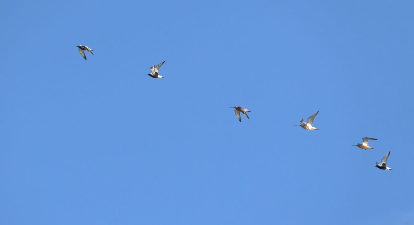 250126lillstrand0808mbh