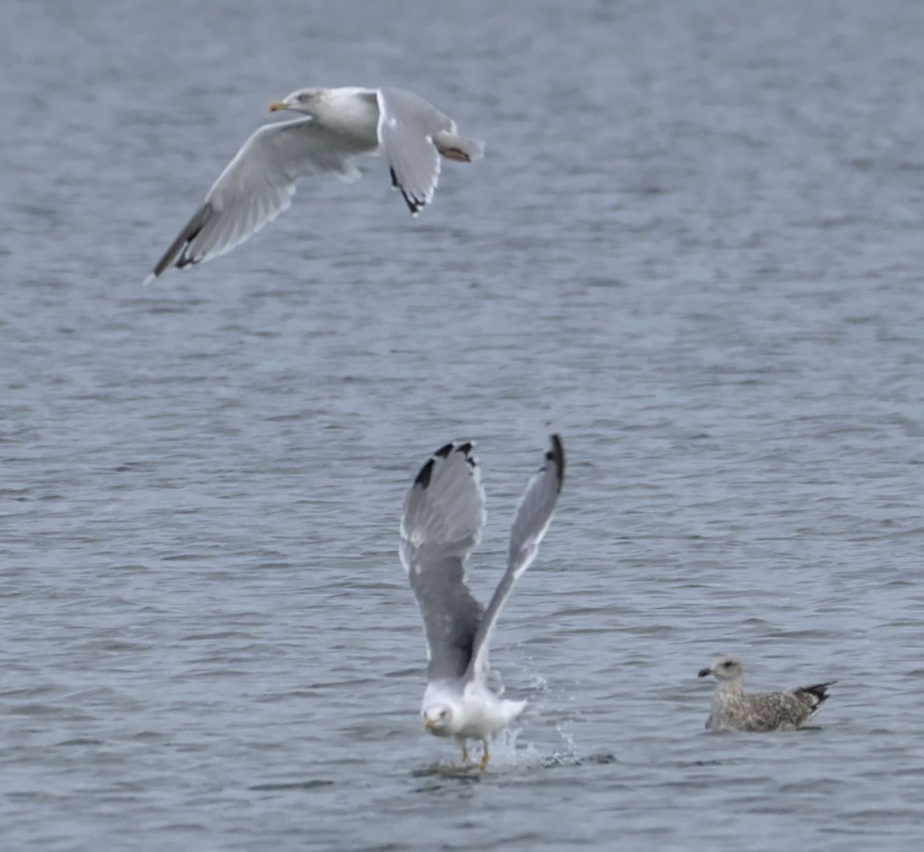 250126middelhav0509mbh