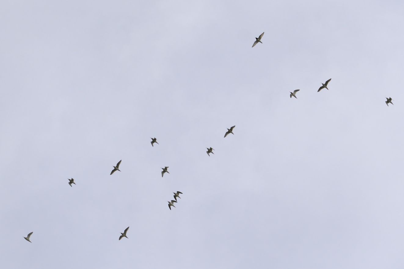 250126rødsten1108mbh