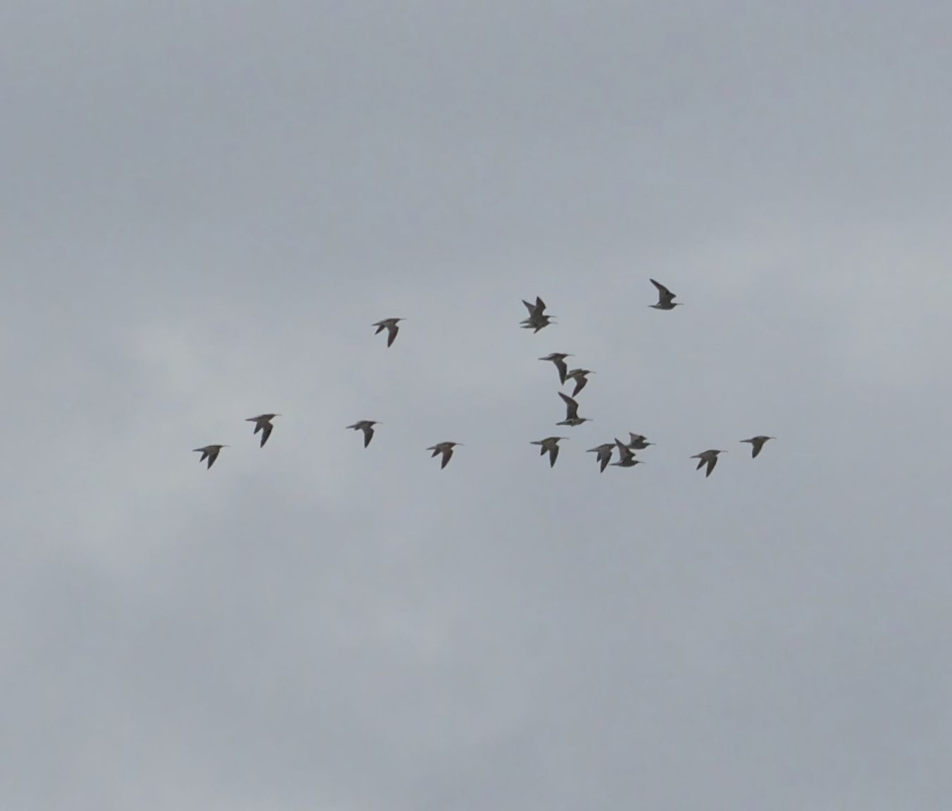 250126småspove3007mbh